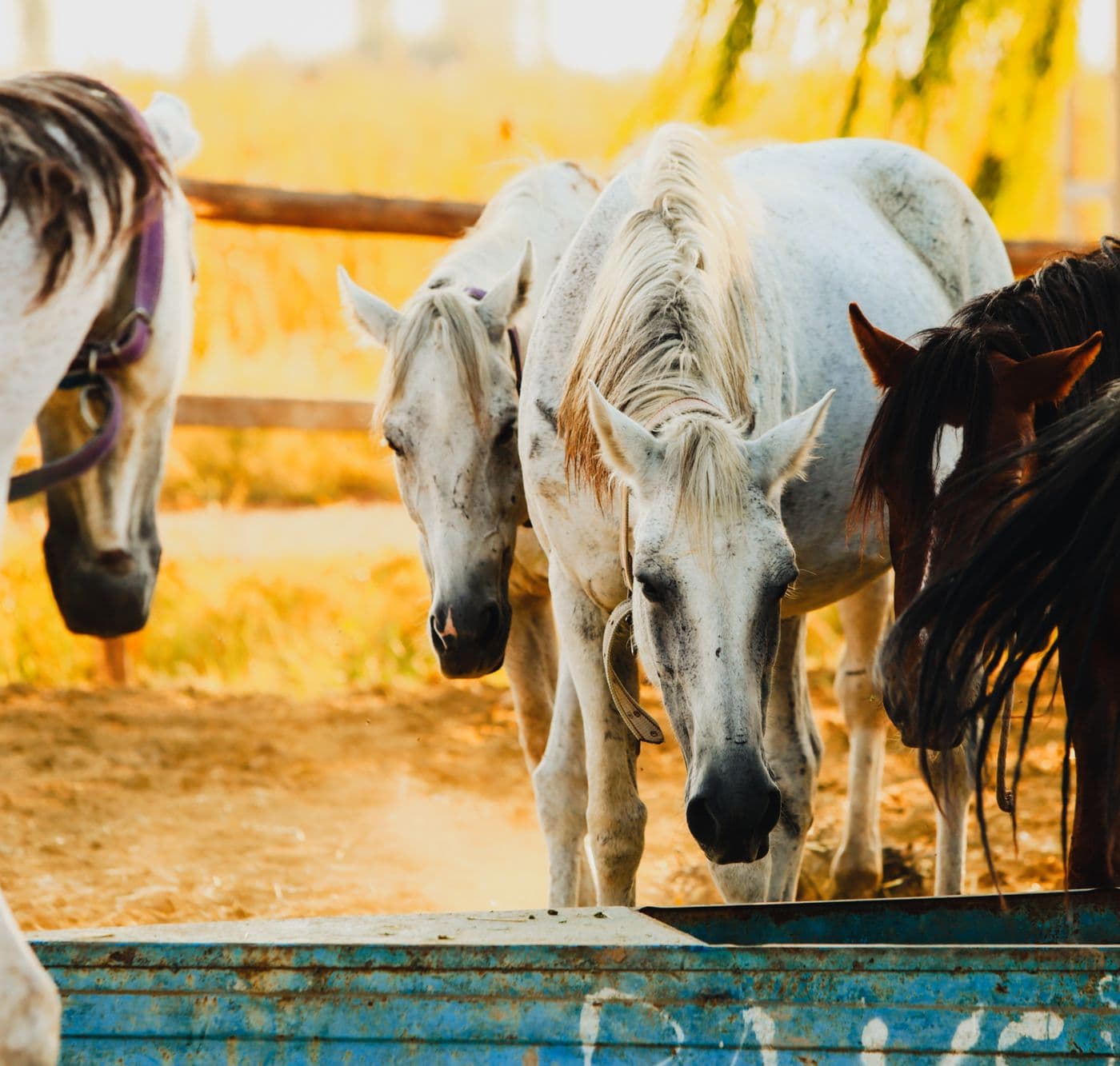 White and brown horses gathered at a feeding trough in a paddock